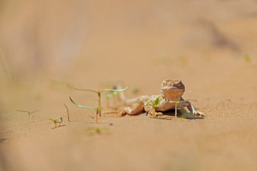 Spotted toadhead agama (Phrynocephalus guttatus) in the sand desert. Spotted toadhead agama Phrynocephalus guttatus on sand dune. Cute little lizard in wildlife.