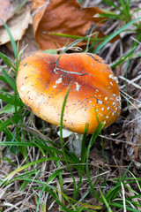 A poisonous mushroom in the bush
