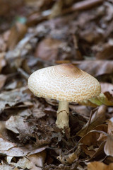 A poisonous mushroom in the bush