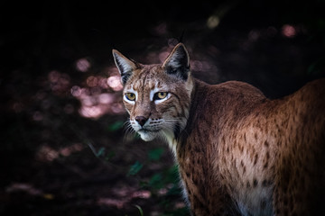 Hunter in the forest