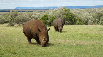 Rhinos Grazing in the African Savanna