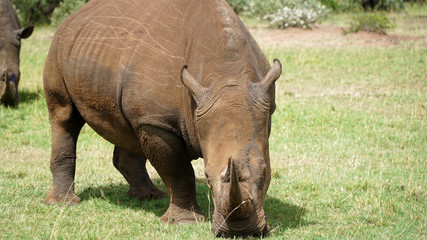 Obraz premium Rhino (Rhinoceros) Standing and Grazing in the African Savannah
