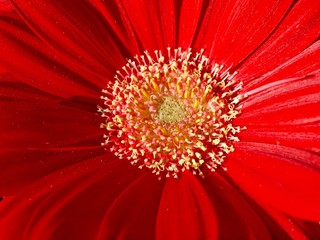 Beautiful macro of a red gerbera blossom