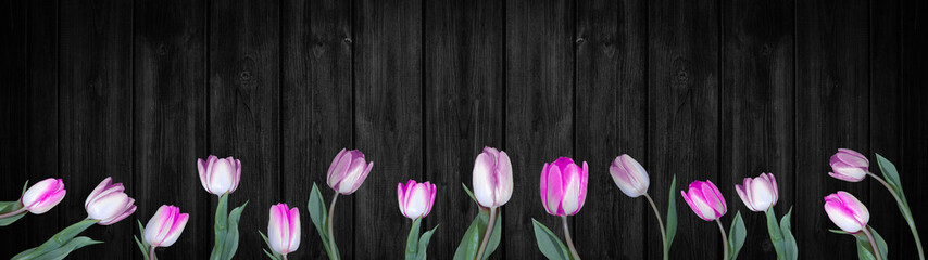 Obraz na płótnie Canvas Spring background panorama banner - Pink white tulips isolated on black rustic wooden wall texture