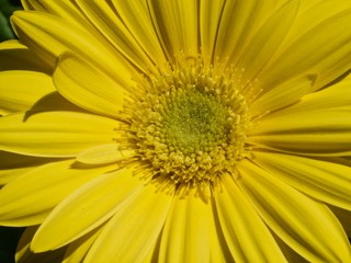 Beautiful macro of a yellow gerbera blossom