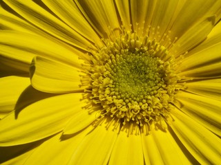 Beautiful macro of a yellow gerbera blossom