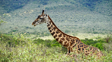 Giraffe Walk Through the Savanna Between the Plants