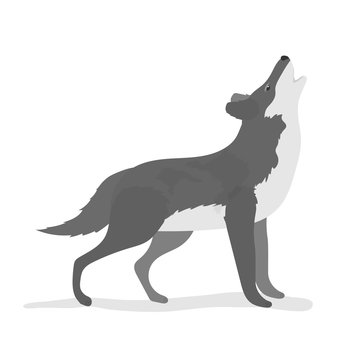 Howling wolf vector. Wolf isolated on a white background. Stylized illustration of a wolf. Polesie forest animal.