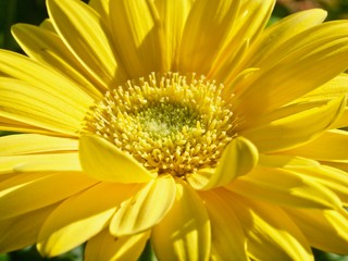 Beautiful macro of a yellow gerbera blossom