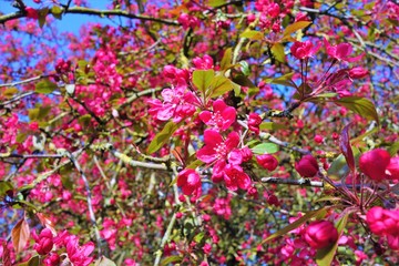 Close-up of pink Spring blossom.