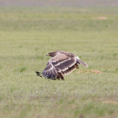 Obraz premium &nbsp; Steppe eagle (Aquila nipalensis) in a typical ecosystem of habitat. The steppe eagle (Aquila nipalensis) is a bird of prey. Like all eagles, it belongs to the family Accipitridae.