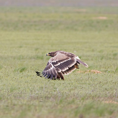   Steppe eagle (Aquila nipalensis) in a typical ecosystem of habitat. The steppe eagle (Aquila nipalensis) is a bird of prey. Like all eagles, it belongs to the family Accipitridae.