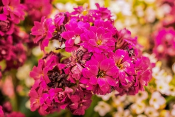 pink flowers in the garden