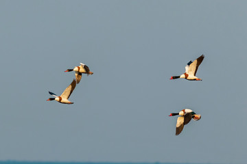 Obraz premium Two common shelducks in flight. Tadorna tadorna. Common shelduck tadorna tadorna in a typical habitat ecosystem.