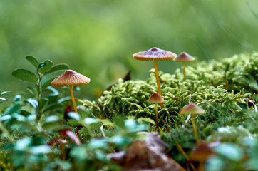 Small forest mushrooms