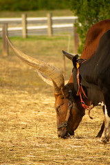  Portrait of a couple of Texas Longhorn bull