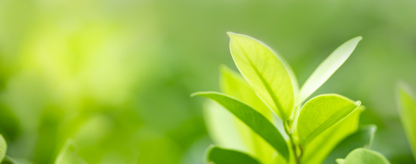 Close up of nature view green leaf on blurred greenery background under sunlight with bokeh and copy space using as background natural plants landscape, ecology cover concept.