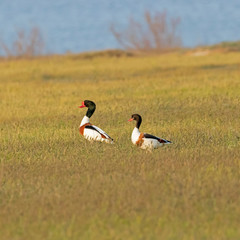 Two common shelducks in flight. Tadorna tadorna. Common shelduck tadorna tadorna in a typical habitat ecosystem.