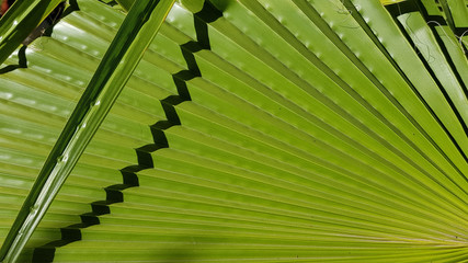 Abstract green background. Long thin blade shaped leaf and zigzag shadow on folded surface of green...