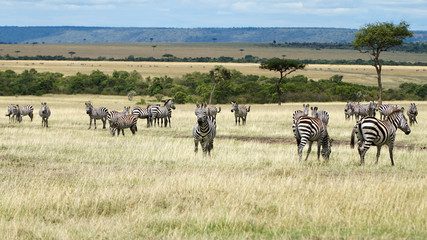 Fototapeta na wymiar Zebra on Grassland in Africa