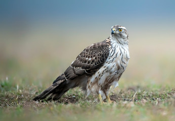 Northern goshawk (Accipiter gentilis) close up