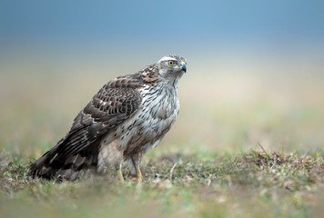 Northern goshawk (Accipiter gentilis) close up