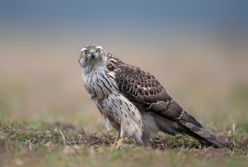 Northern goshawk (Accipiter gentilis) close up