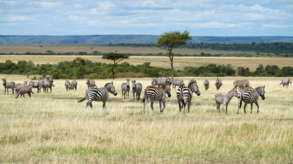 Naklejka na ściany i meble African Zebras in The Savannah. Masai Mara, Kenya.