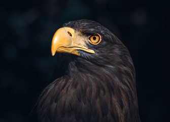 Atmospheric Sea Eagle Portrait