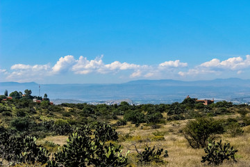 landscape with trees and blue sky