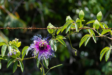 Passion flower