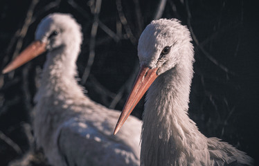 portrait of a stork