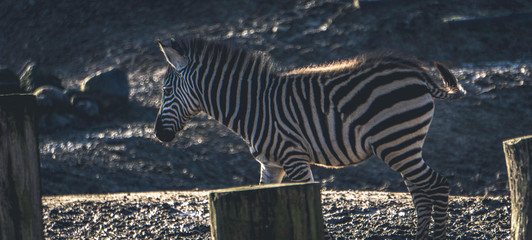 Young zebra