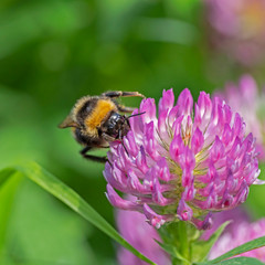 Bumblebee Bombus terrestris on a clover flower. Insect in macrophotography (Bombus terrestris). Bumblebee Bombus terrestris on flower. 