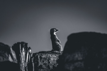 Meerkat on the top of the world