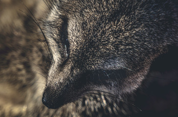 Meerkat close-up