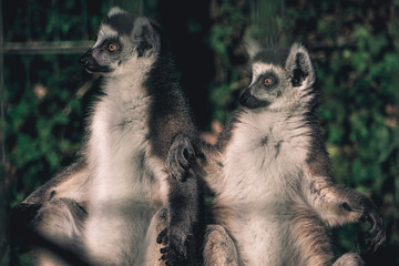 Sunbathing Lemurs