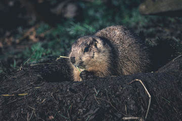 Gopher eating a straw