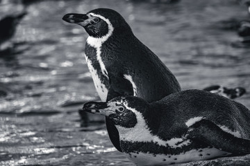 Penguins relaxing on a stone