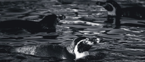 Penguins swimming arround