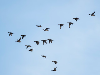  Widgeon (Mareca penelope) in flight during migration. Flock with Wigeon Ducks flying in the sky during migration. flock of wild ducks in the sky. 