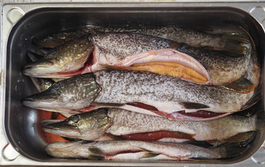 River pike in a metal tank. Cleaned and prepared for butchering. Winter fishing.