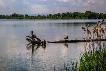 Le Grand Parc de Miribel Jonage