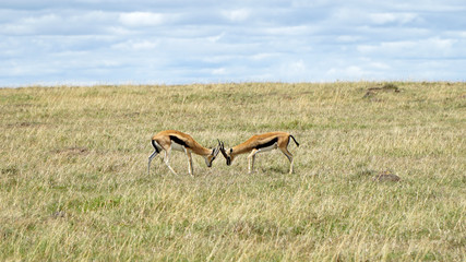 Two Impalas in African Savanna