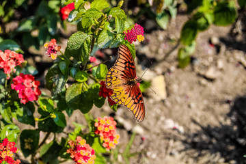 butterfly on flower
