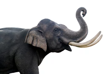 Foto op Plexiglas Thailand olifant standbeeld geïsoleerd op een witte achtergrond. Bestand bevat met uitknippad zo gemakkelijk om te werken. © NOOMUBON PHOTO