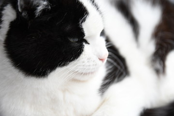 Black and white domestic cat