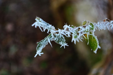 Branch covered in ice cold white frost in the winter. first frosts, cold weather, frozen water, frost