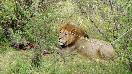 Lion Resting Under the Trees After Feeding