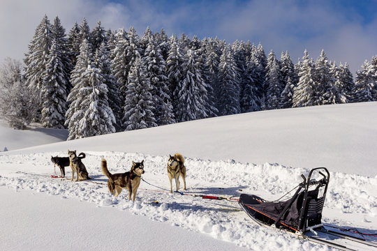 Promenade en Chiens de traineau Husky
